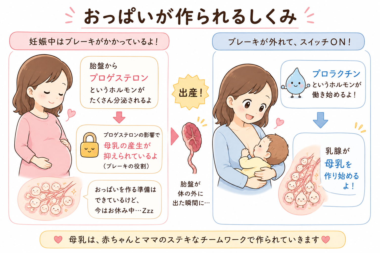 おっぱいが作られるしくみ（胎盤娩出後）